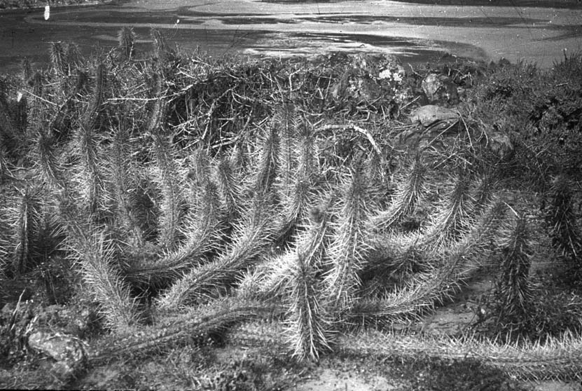 eulychnia castanea